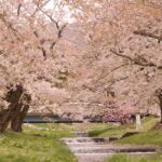 福島県猪苗代町, 観音寺川の桜並木を観てきた