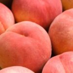桃を食べよう / Eat a Peach, 福島の直売所で桃を買ってきた話.