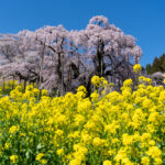 2026年の桜シーズンを十分堪能した話